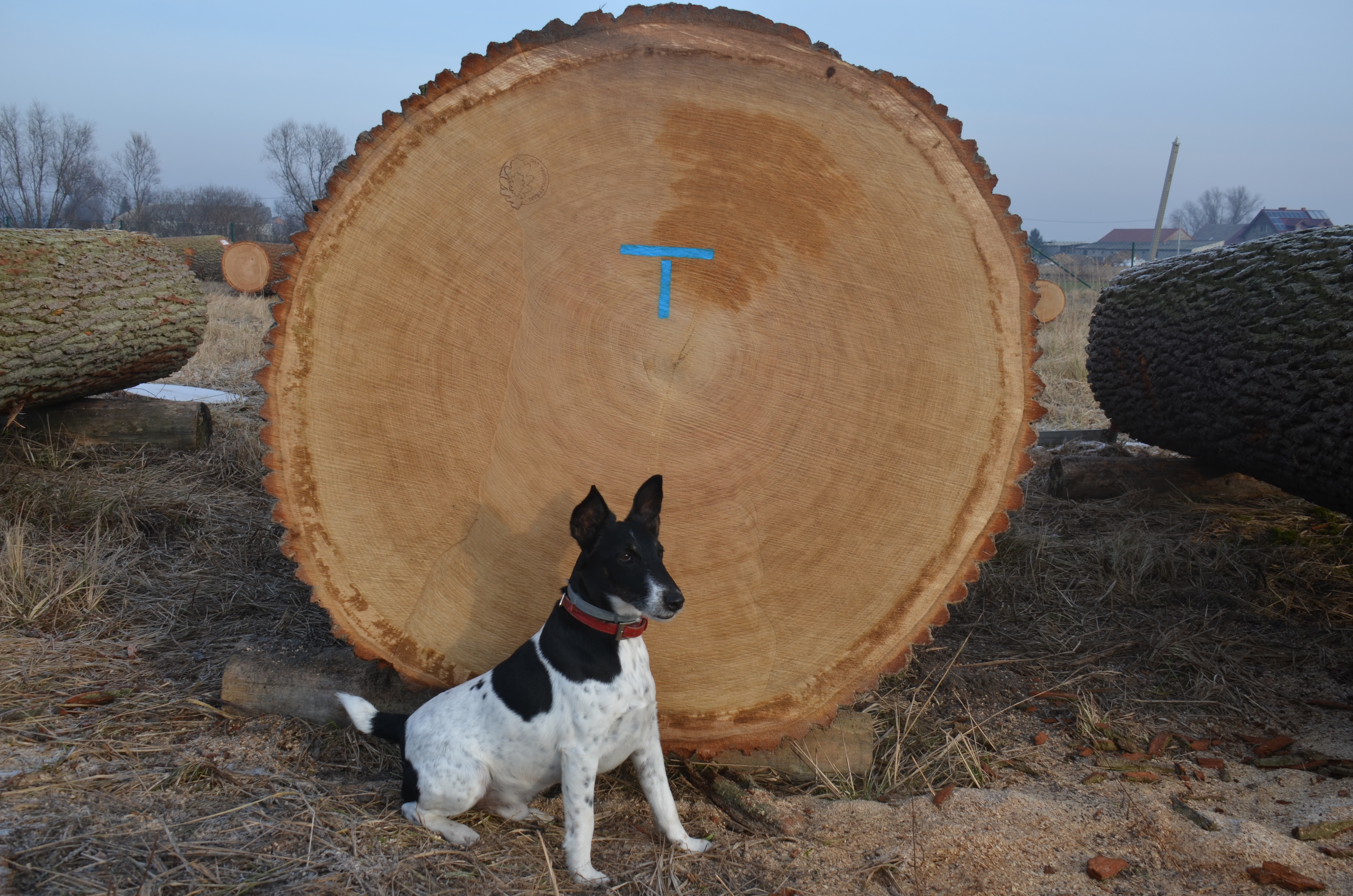 Zdjęcie przedstawia psa siedzącego przed czołem sztuki drewna przeznaczonego na aukcję. Fot. Katarzyna Dolata-Wiciak (RDLP w Poznaniu).
