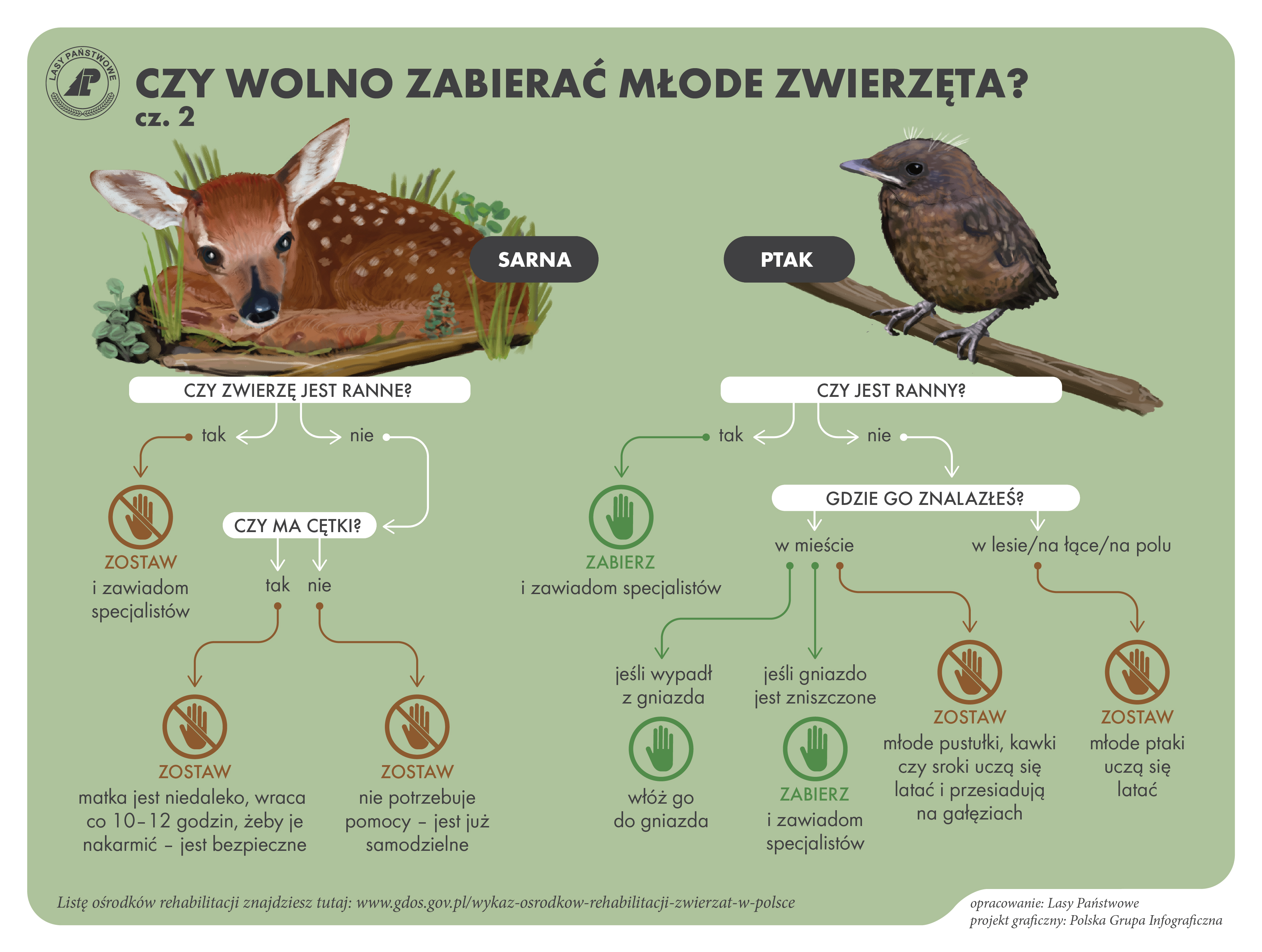 Infografika prezentująca jak należy podstępować w przypadku znalezienia młodej sarny lub ptaka. Źródło: Lasy Państwowe.