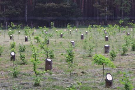 Nowa powierzchnia Lasu Nowożeńców i Drzew Okolicznościowych