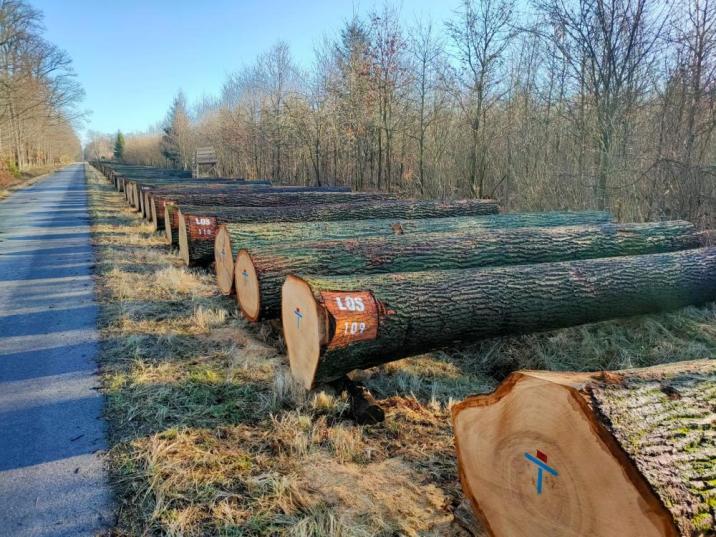 Fotografia&#x20;przedstawia&#x20;sztuki&#x20;drewna&#x20;przygotowane&#x20;na&#x20;aukcję&#x2e;&#x20;Fot&#x2e;&#x20;&#x20;Eryk&#x20;Żmuda&#x20;&#x28;Nadleśnictwo&#x20;Krotoszyn&#x29;&#x2e;