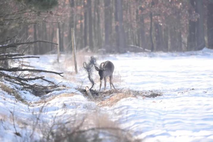 Zdjęcie&#x20;przedstawia&#x20;daniela&#x20;na&#x20;skraju&#x20;zaśnieżonego&#x20;lasu&#x20;z&#x20;porożem&#x20;zaplątanym&#x20;w&#x20;metalową&#x20;siatkę&#x2e;&#x20;Fot&#x2e;&#x20;Archiwum&#x20;Nadleśnictwa&#x20;Grodzisk&#x2e;